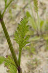 Texas vervain